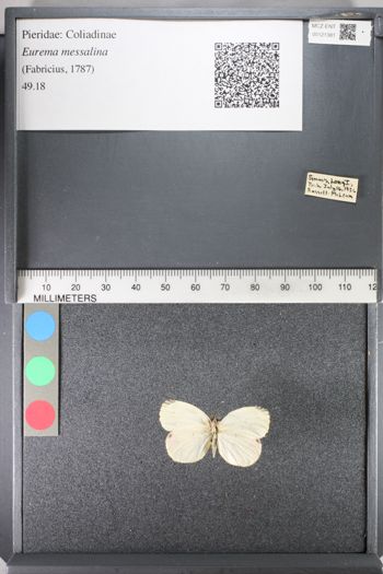 Media type: image;   Entomology 121381
